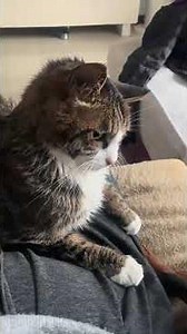 Every dog has their kryptonite