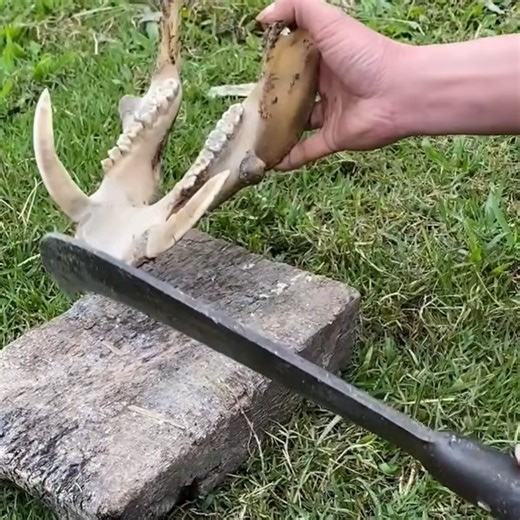 David Hoang on Instagram: "The wild boar tusk tree is over 20 years old."