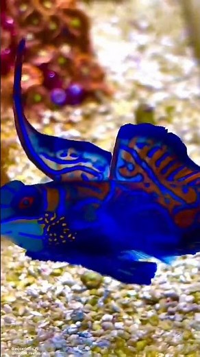 Amazing Mandarin Fish Behavior | Stunning & Colorful Reef Fish in Action | Salt Water Fish