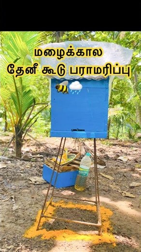 மழைக்கால தேனீ கூடு பராமரிப்பு 🐝🌧️ #shorts #beekeeping #honeybeetalkies