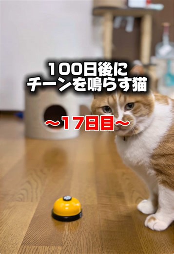 100日でチーンを鳴らせる猫の秘密
