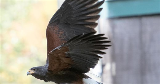 How zoos and aquariums play animal matchmakers