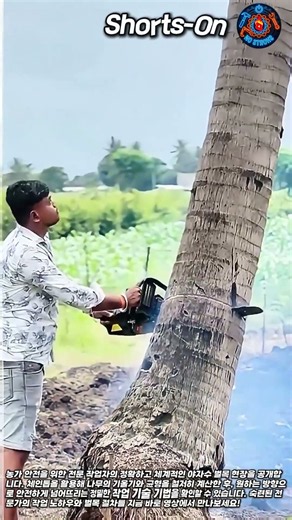 농가 안전을 위한 체인톱 활용 야자수 벌목의 정확한 단계별 절차 #worker #process #safety #agriculture #guide