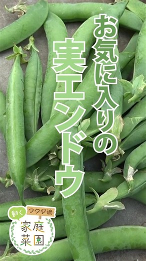 [Home Gardening] About 10 peas in a long pod: My favorite shelling peas, Fukuda-style easy gardening
