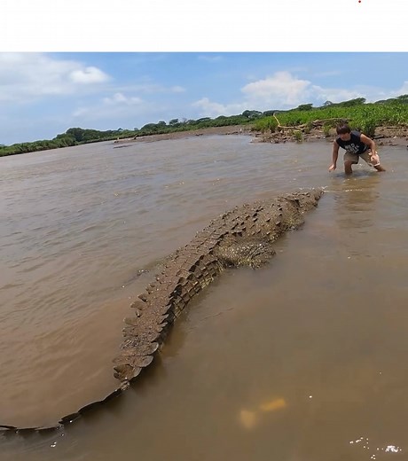 18ft or 19ft Crocodile? You tell me #crocodile #reptiles | Wild Charles