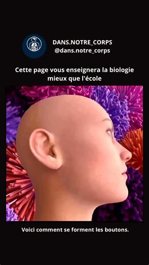 DANS.NOTRE_CORPS on Instagram: "Formation d’un bouton (pustule) L’acné se forme lorsque les follicules pileux se bouchent avec des cellules mortes mélangées à du sébum. La sécrétion normale de sébum par les glandes sébacées empêche le dessèchement de la peau et des cheveux. Cependant, en excès, ce sébum peut se mélanger aux cellules mortes et obstruer les follicules pileux et les pores. Ce phénomène crée un environnement propice à la prolifération bactérienne et à l’inflammation. Lorsque l’infla