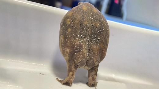 Frog Butt | Know Your Meme