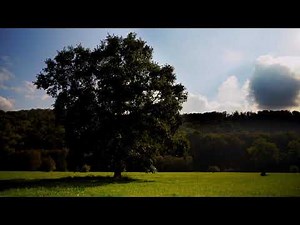 a magnificent tree on a beautiful day - with ambient nature sound & music