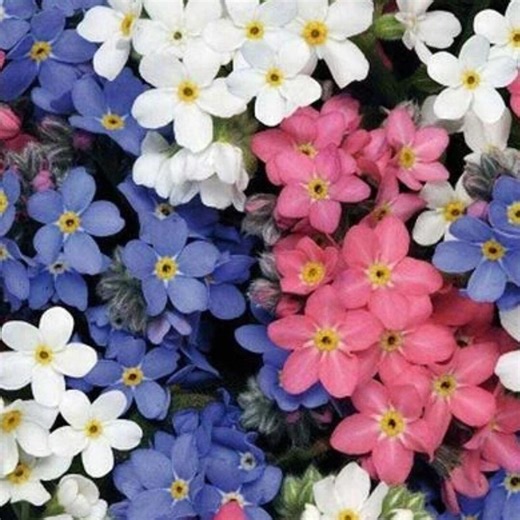 Forget Me Not Seeds 500 | Mixed Colors | Perennial Early Blooms | Non-gmo - Etsy