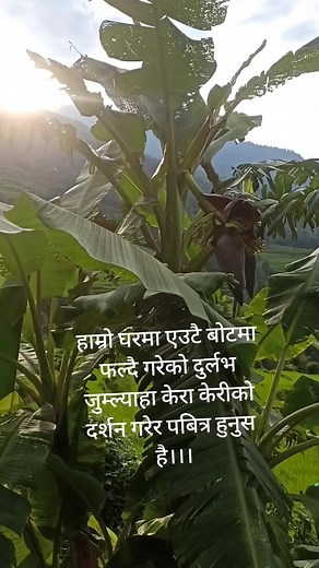 Exploring the Beauty of Banana Leaves in Nature