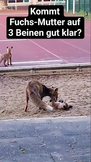 Fuchs-Familie lebt auf Sportplatz mitten in der Großstadt #natur #fuchs #naturbeobachtung