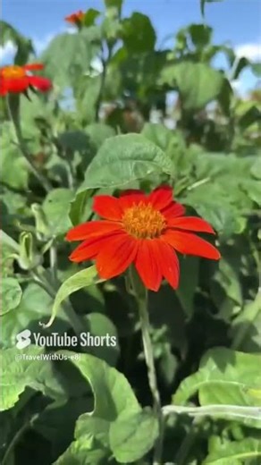 Alberta Canada Red Deer 🇨🇦🇨🇦🇨🇦 Goodbye Summer and flowers 😔😔😔