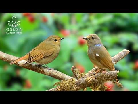 Tranquil Birds Chirping | Relaxing Sounds of Nature for Stress Relief and Better Sleep