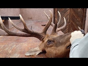 HOW TO CLEAN A TULE ELK SKULL