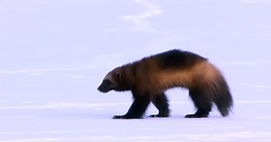 Watch what happens when a wolverine attacks an animal much larger than it