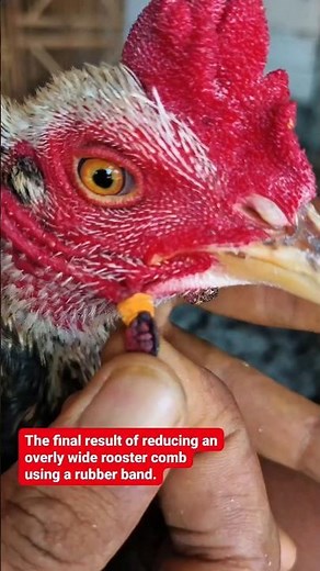 The final result of reducing an overly wide rooster #animalrescue#animalcare#petcare#animalwelfare
