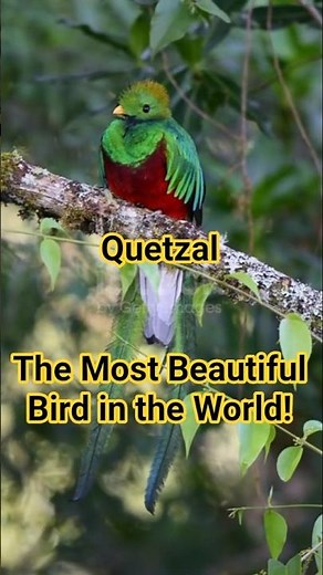 Quetzal: The Most Beautiful Bird in the World! 🐦✨ | Amazing Animal Facts