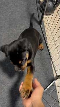 8 weeks old Rottweiler puppy