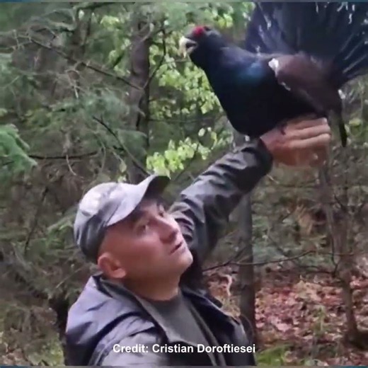 How do you charm a capercaillie?