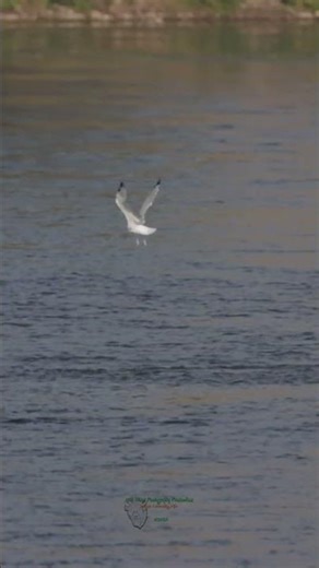 Gull Diving Into Water in Slow Motion