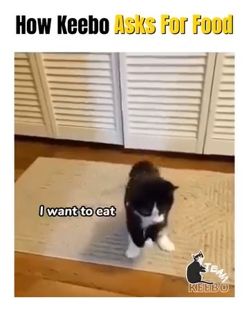 How Keebo Asks For Food?🐾😻 | Team Keebo
