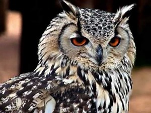 As incríveis Corujas pelo mundo a fora!!! The owl world!