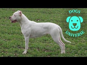 SPANISH ALAUNT ► Characteristics and temperament 🐶