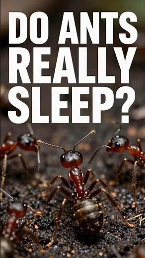 Do Ants Sleep? 🐜