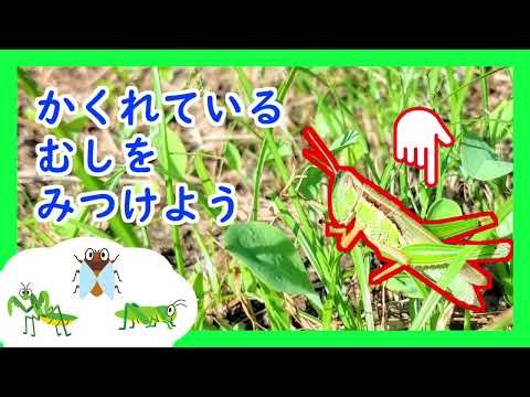 子供向け 隠れている虫さんを見つけよう【昆虫擬態】