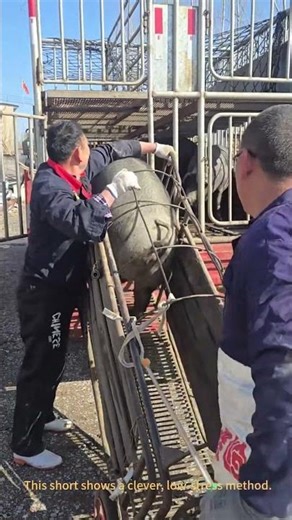 How to Load a Pig onto a Truck! 🐖 Farm Life Hack