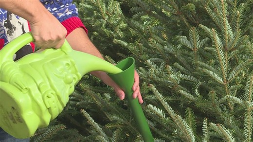 Expert tips for a fresh, long-lasting Christmas tree