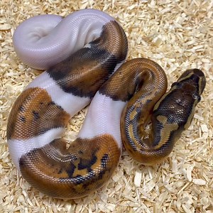 27 reactions · 7 comments | TORNADO PIED | D & Jo's Ball Pythons | Facebook