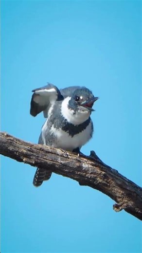 Belted Kingfisher perched on a gnarled………………………………..