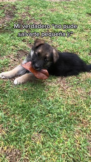 Mi pequeña princesa adzuki ahora ya no estas sufriendo hermoso ángel, vuela alto siempre te llevare en mi corazón ): 🤍🕊️te amo mucho nunca lo olvides #descansaenpaz #bebe #perritos #cachorros #teamo #mipequeñoangel