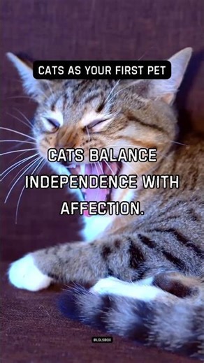 Worried about constant attention needs? Cats balance independence with affection.