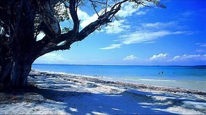 Chiki Chiki Ta°•°•°•.....🌊🌴🎹 Carrapicho°•°•°......🌴🐋🥁 | Wonderful song and picture