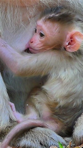 02-11-26 update newborn Briana of Mom Amaya 082