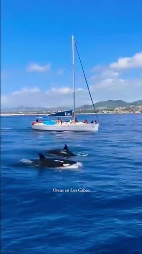 RARE Orca Sighting in Los Cabos! 🐼