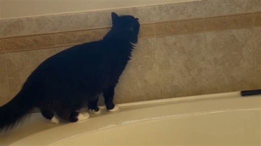 Cute cat fails to jump on the window ledge and escape bathroom