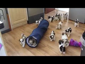 15 lhasa pups running hopping barking in tunnel