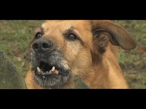 Hundeangriffe: Warum Hunde manchmal aus heiterem Himmel beißen