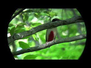 ヤイロチョウ のさえずり in 男池湧水群(由布市)