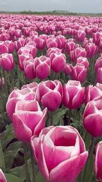 Amazing Tulip Fields in the Netherlands! | #tulips #spring