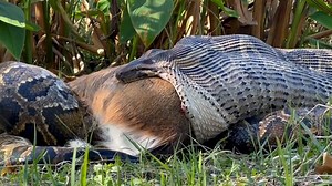 Wissenschaftliche Sensation | Schlange frisst Hirsch