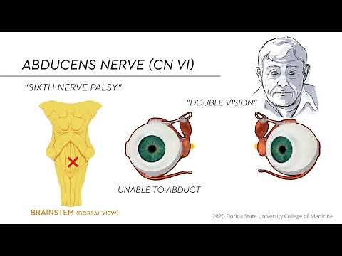 Eye Movements