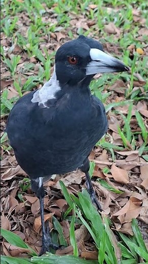 Australian MAGPIE Gets Really Close Up #birds #birdwatching #nature