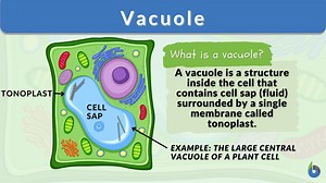 Vacuole - Definition and Examples - Biology Online Dictionary