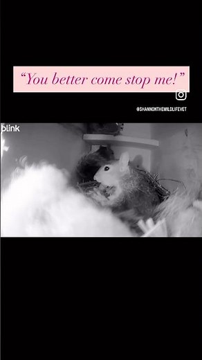 Inside view of baby squirrels being raised in nature! 8 weeks old