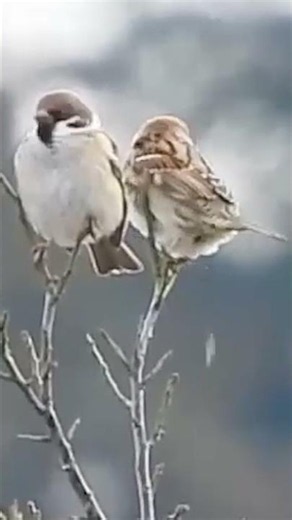 Sparrow Poop52/100s and the Other One Pretends Not to See!
