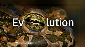 26K views · 209 reactions | Evolution doesn’t fix things — it reinvents them. A biologist explains: | The Well | Facebook